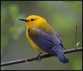 _5SB0781 prothonotary warbler